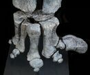 Six Foot Mounted Diplodocus Dinosaur Leg - Colorado #56366-4
